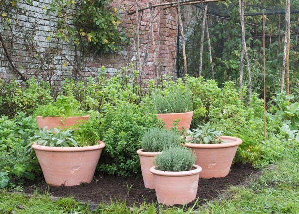 Terracotta grow pot