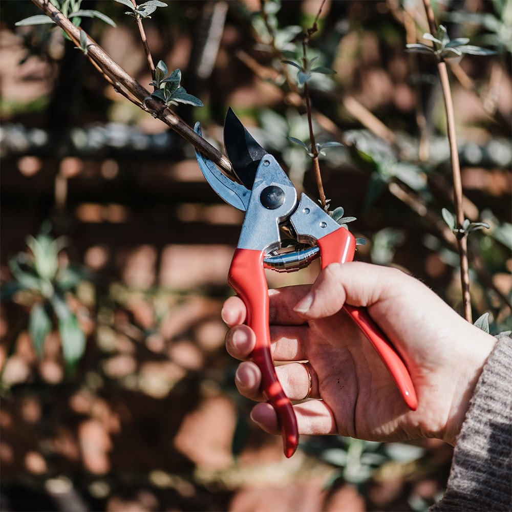 Product options image