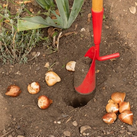 Picture of Darlac long handled bulb planter