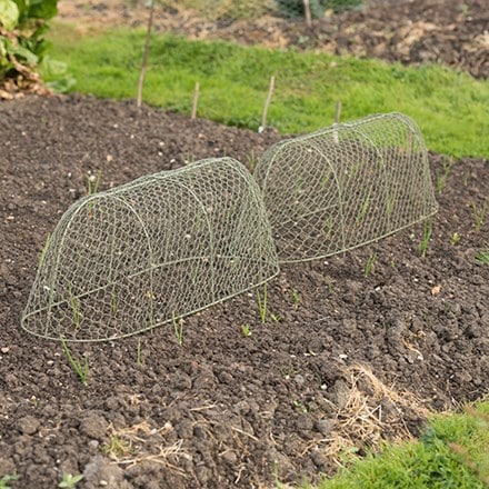 Long rabbit proof cloche - lichen green