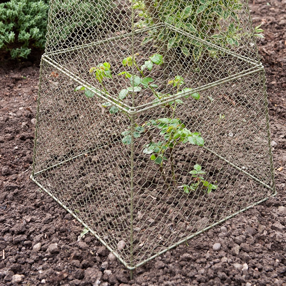 Wire cages to protect plants best sale from rabbits