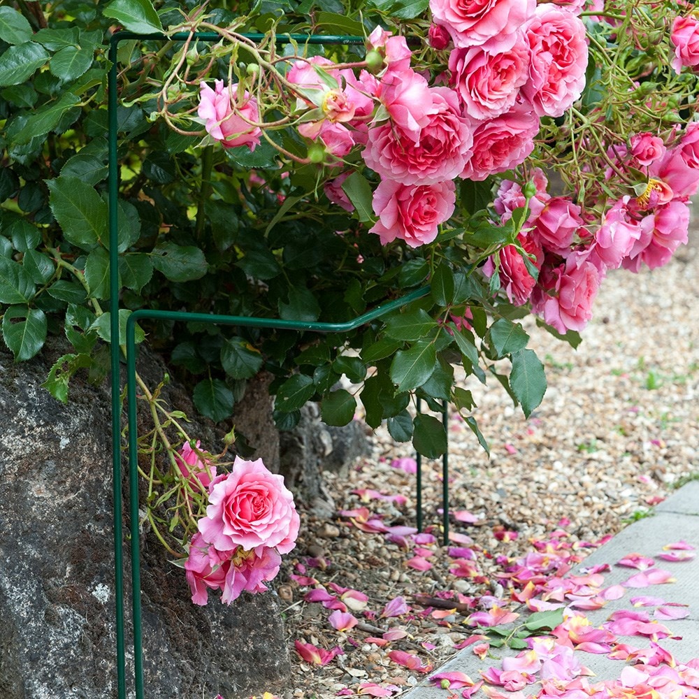 Product options image