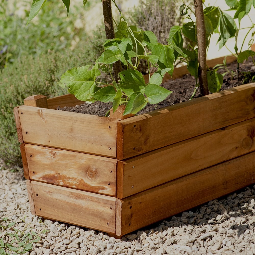 Golden larch deep planter