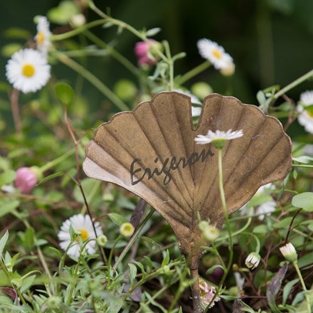 Ginkgo leaf plant markers