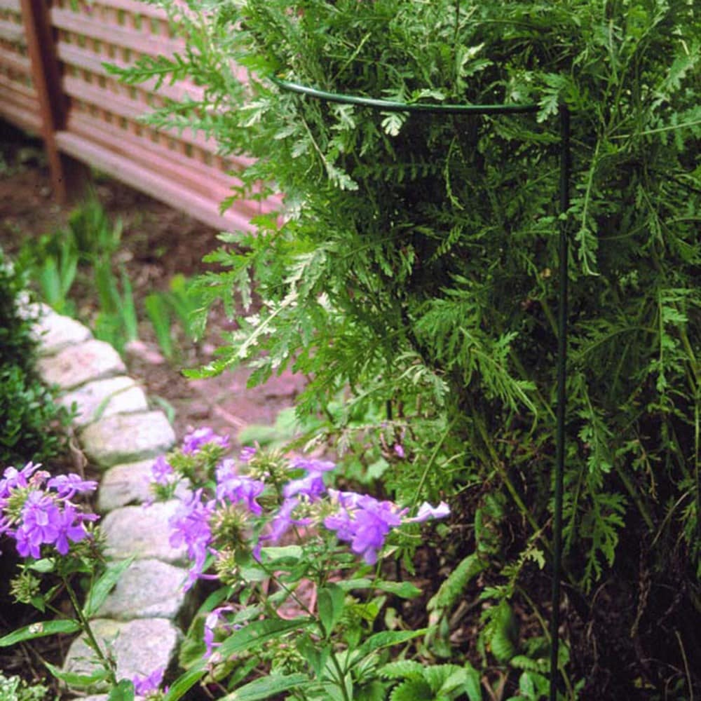 Product options image