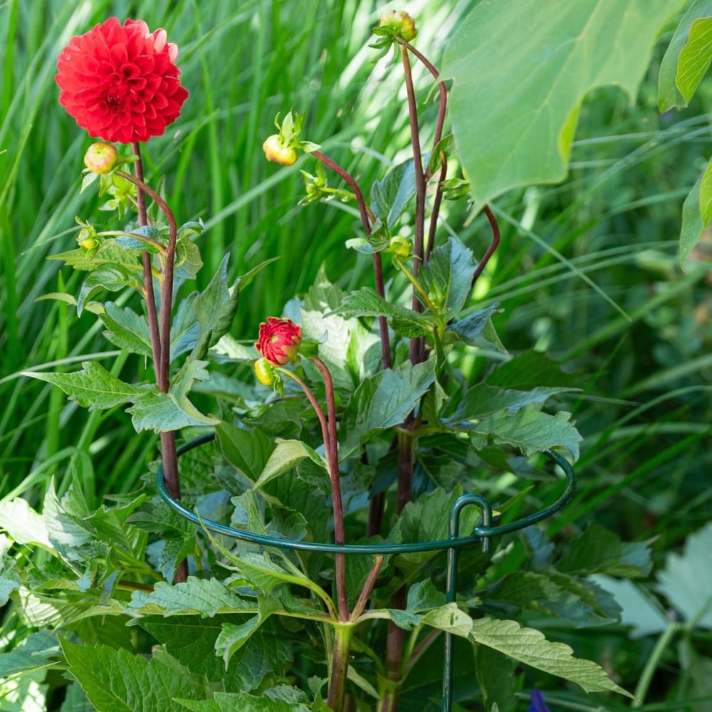 Product options image