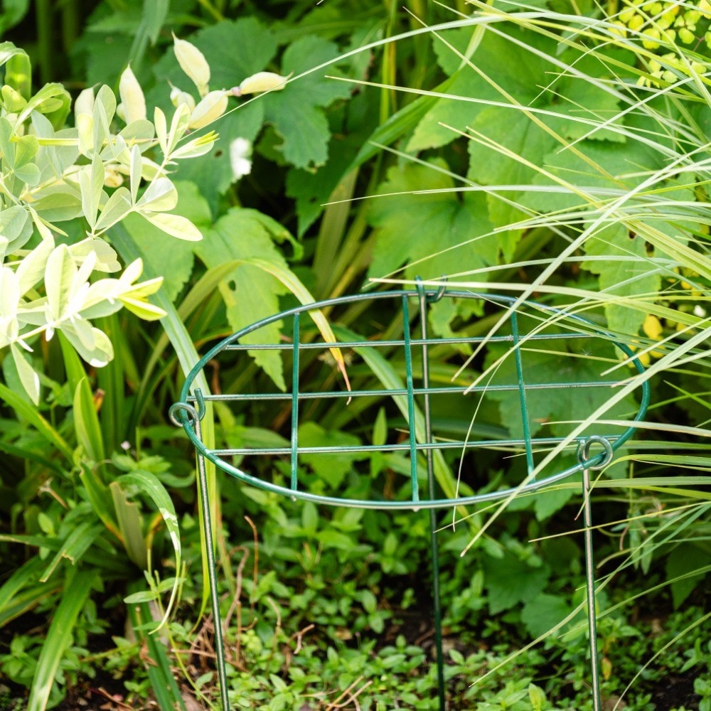 Grow-through ring support