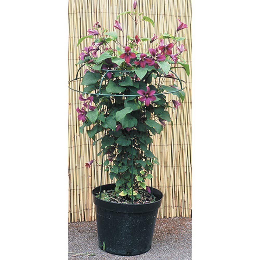 Product options image