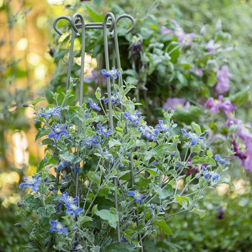 Product options image