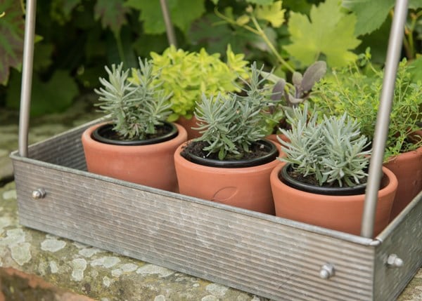 Galvanised portable plant caddy