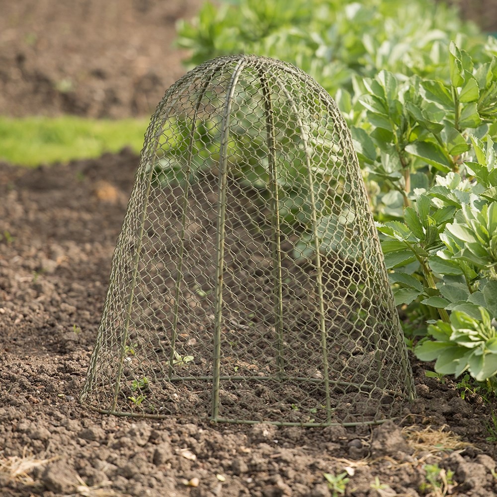 Product options image