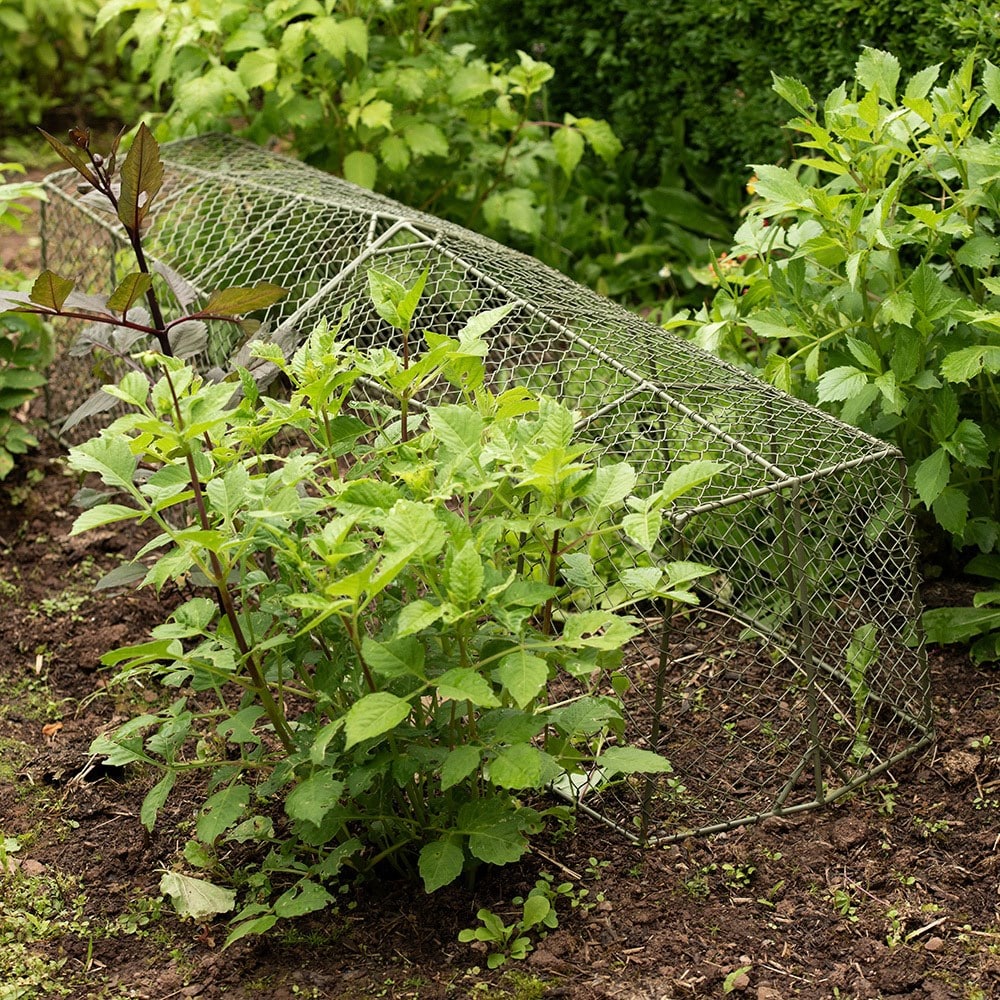 Product options image