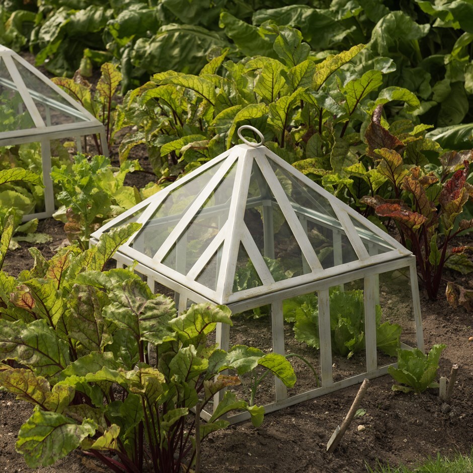 Buy Square Victorian cloche: Delivery by Waitrose Garden