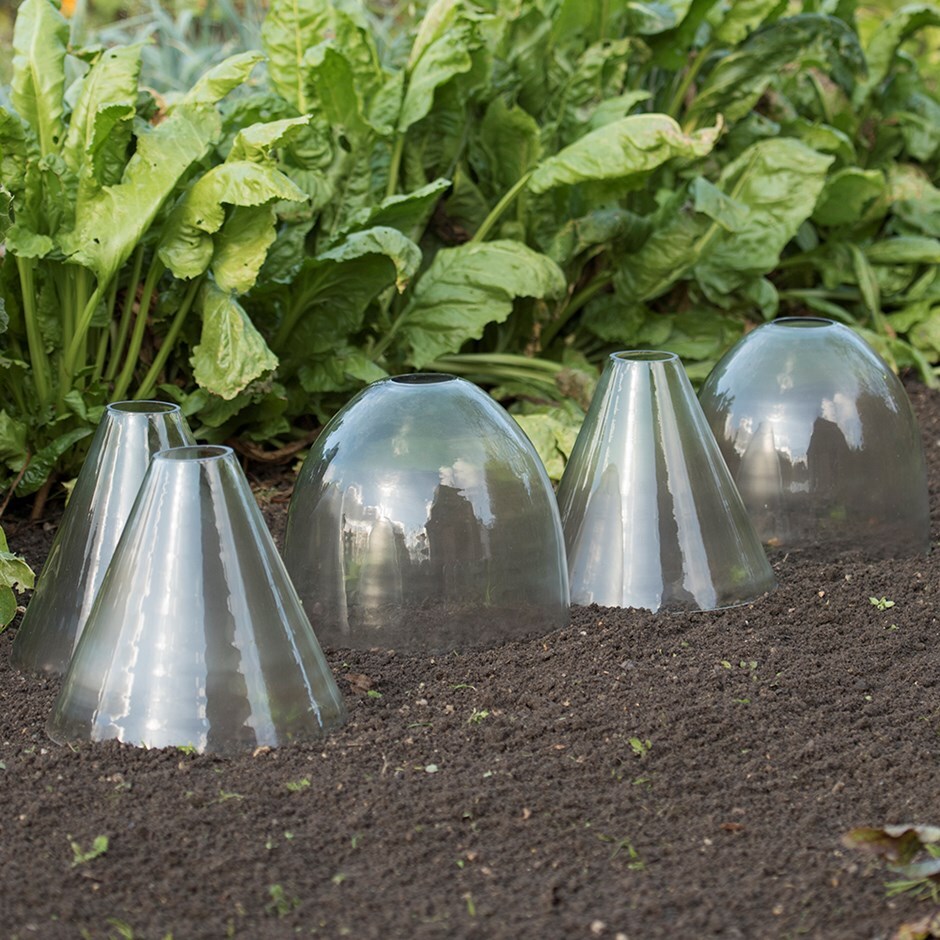 Buy Open Topped Glass Cloche Delivery By Waitrose Garden
