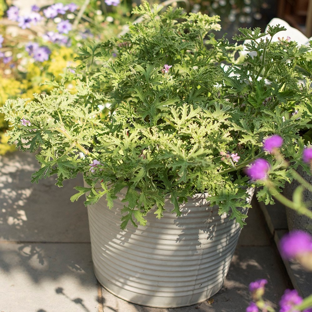 Product options image