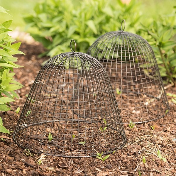 Product options image