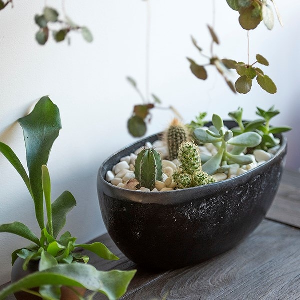 Product options image