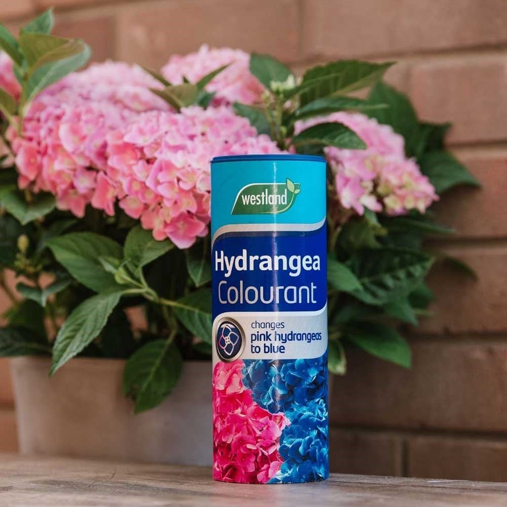 Hydrangea colourant
