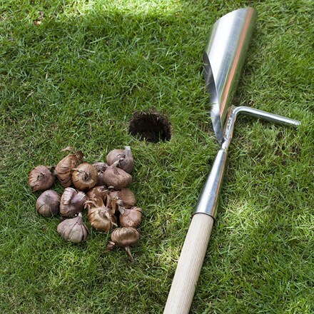 Picture of RHS Burgon and Ball long handled bulb planter