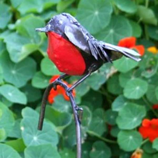 Buy red robin Delivery by Crocus