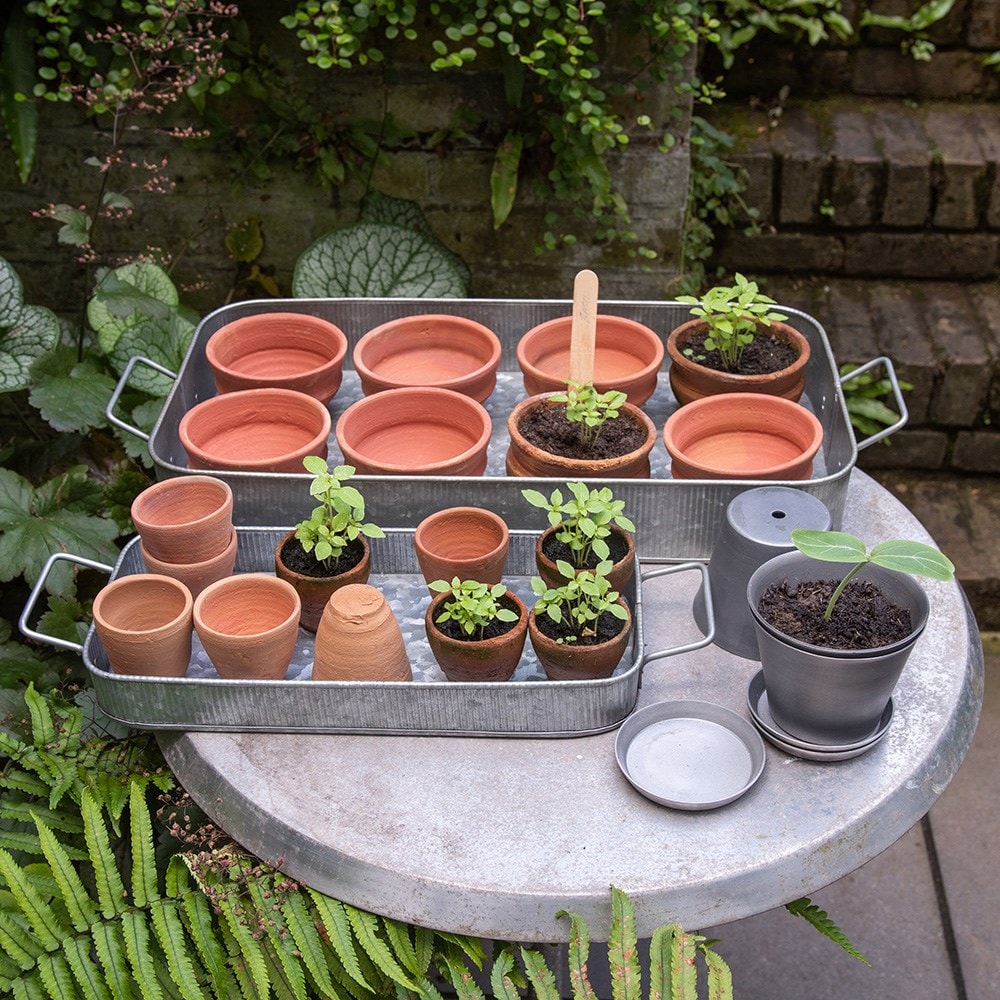 Terracotta grow pots and tray