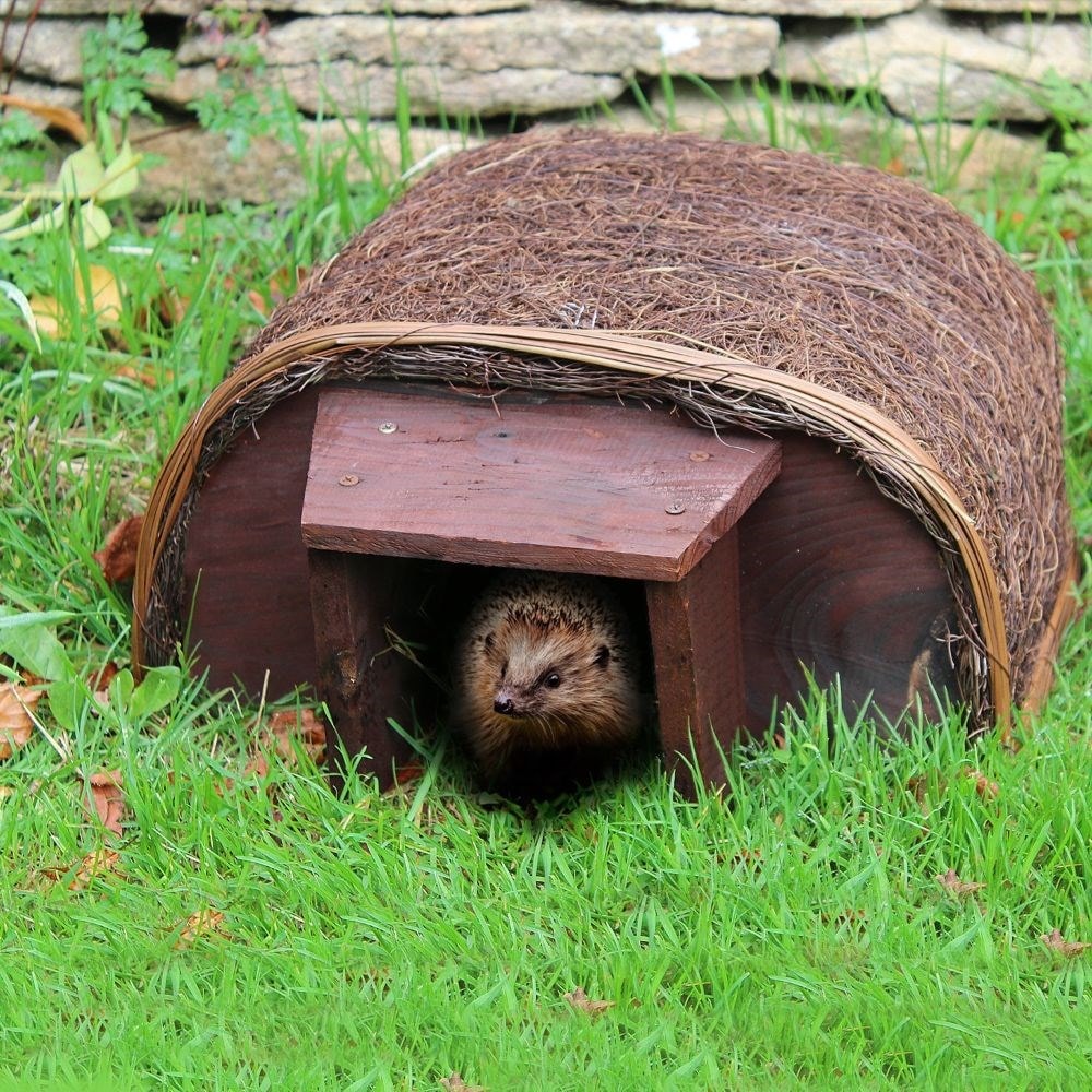 Hedgehog hutch outlet