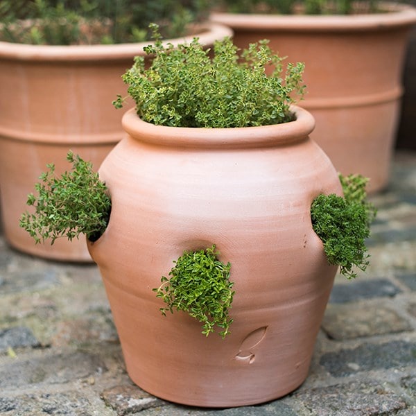 Terracotta herb pot/strawberry pot