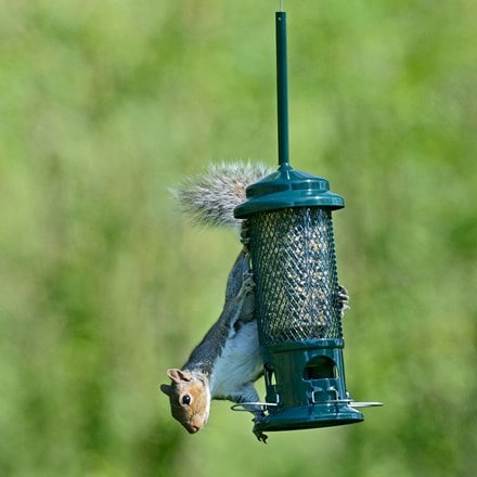 The squirrel buster seed feeder