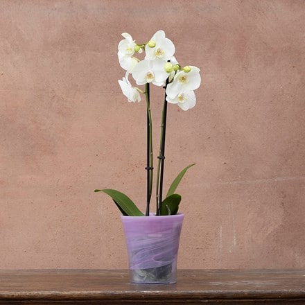 Recycled glass flared orchid pot -violet