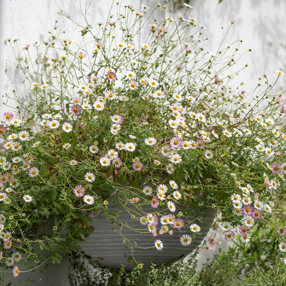 Hanging galvanised metal ribbed bowl - aged zinc