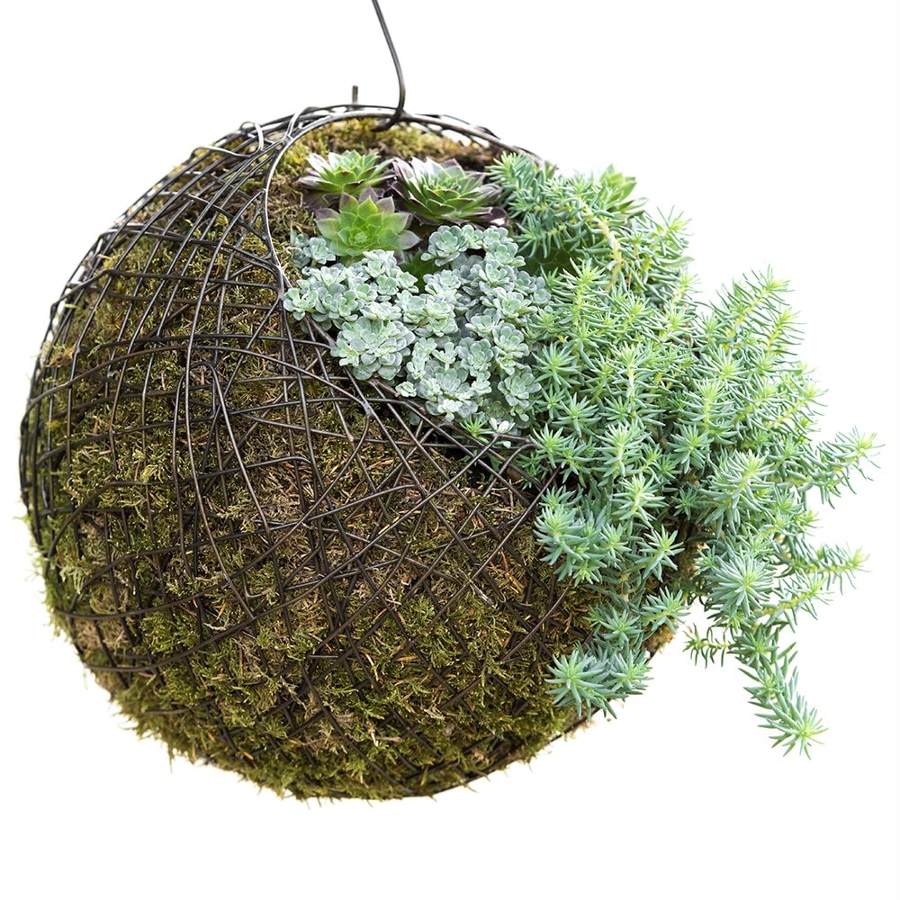 Product options image