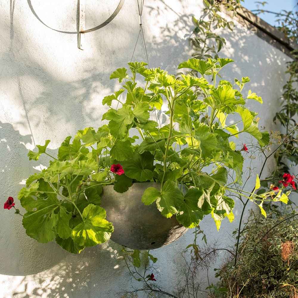 Hanging sphere planter