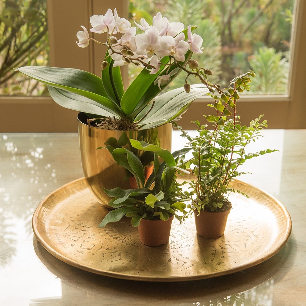 Product options image