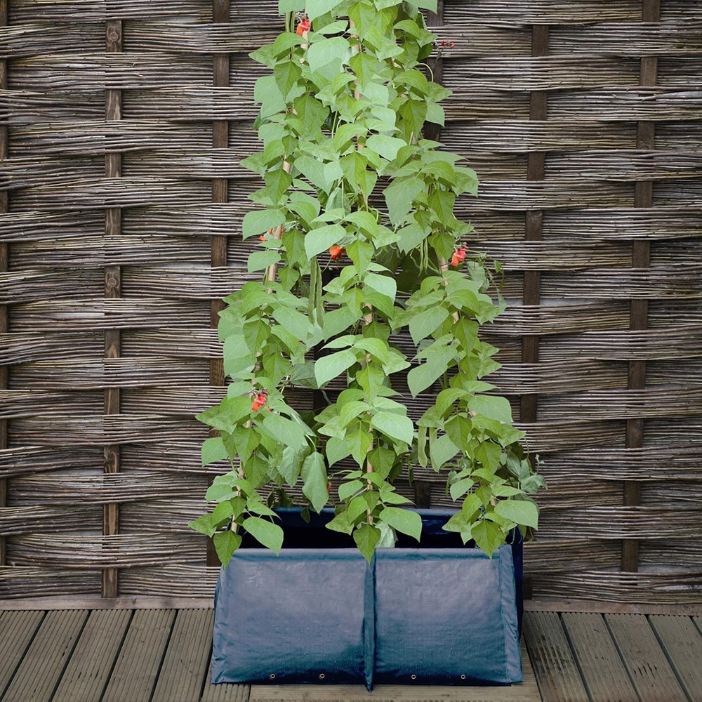Pea and bean patio planter