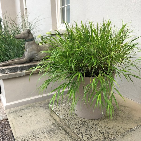 Planter vaso conico primitivo grey