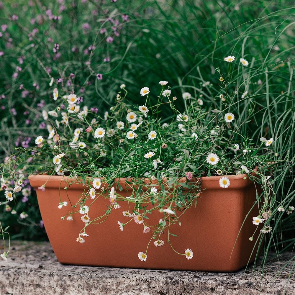 Product options image