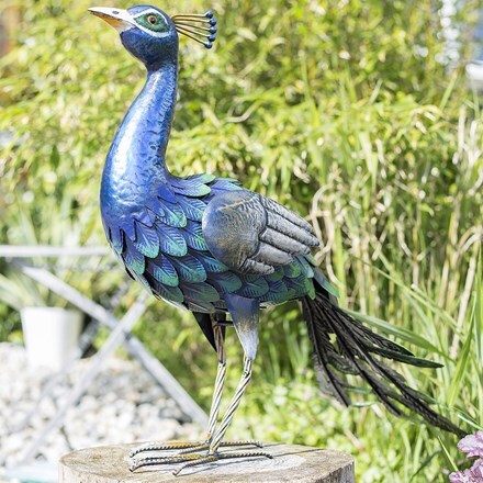 Ornamental peacock