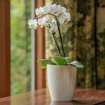 High orchid gloss plant pot - white