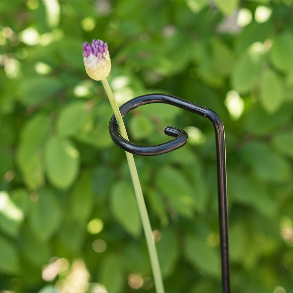Single plant support ring - black