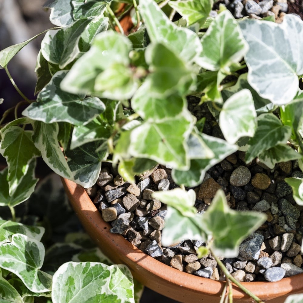 Vitax horticultural potting grit