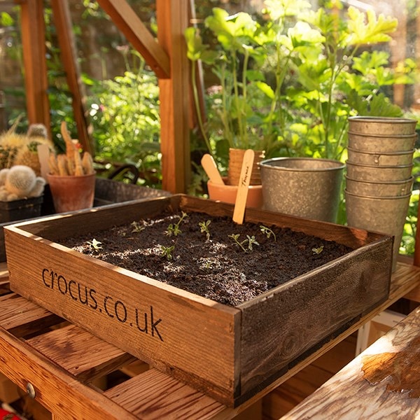 Wooden seed tray