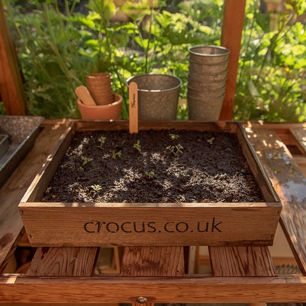 Wooden seed tray