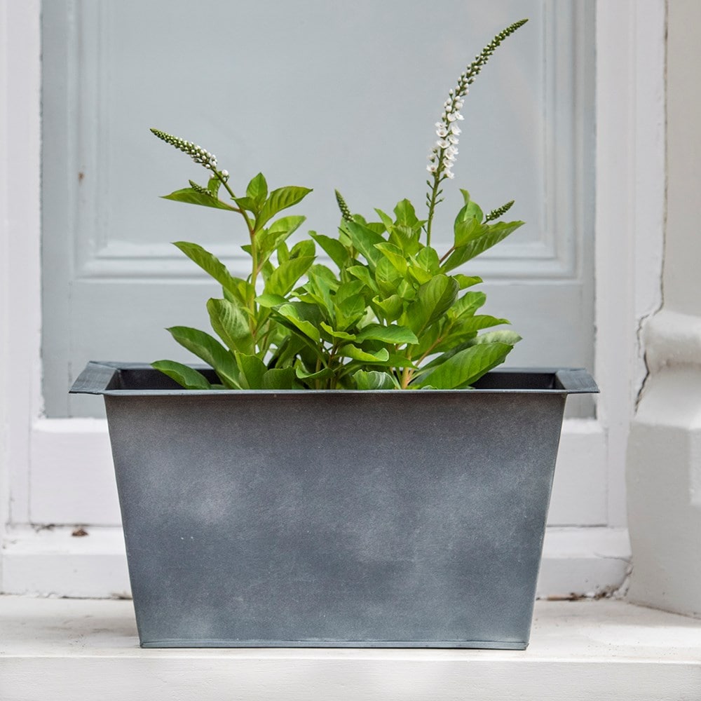 Product options image