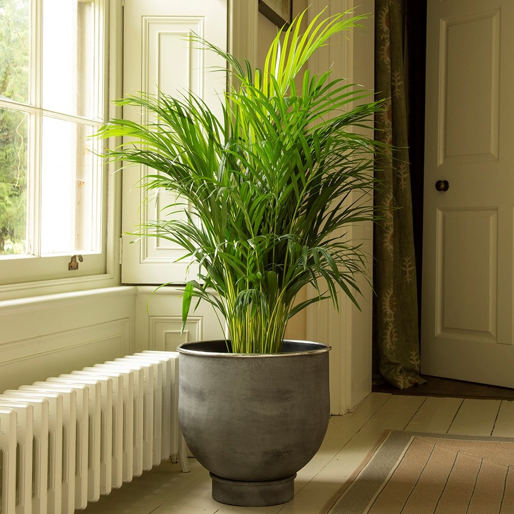 Product options image