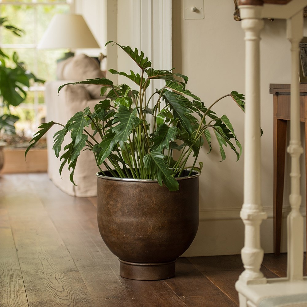 Product options image