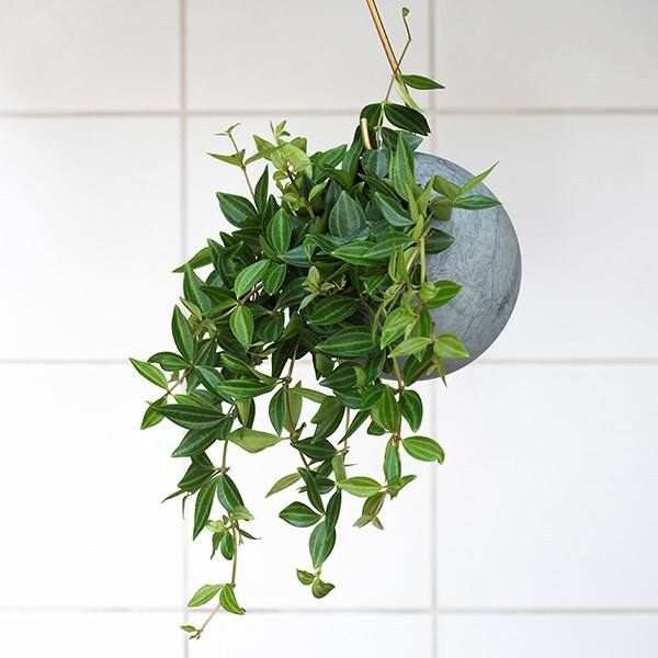 Sphere hanging plant pot - aged zinc