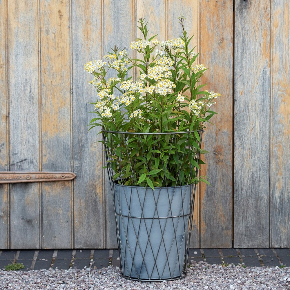 Galvanised metal planter in lattice basket surround