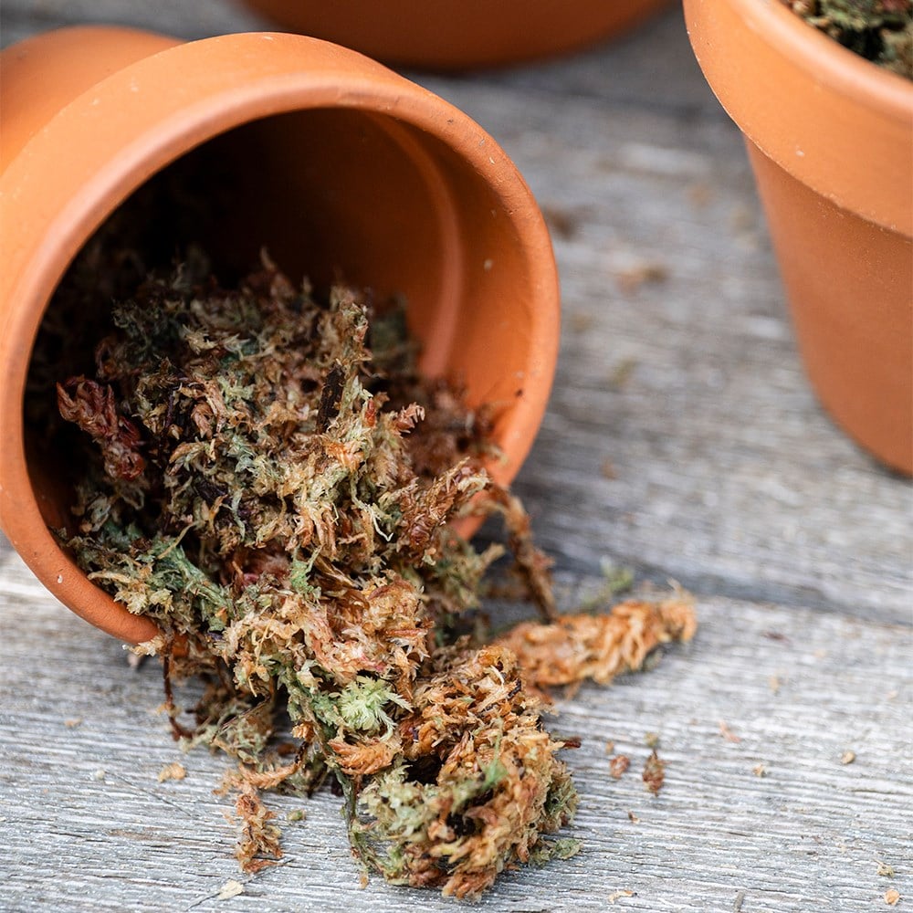 Product options image