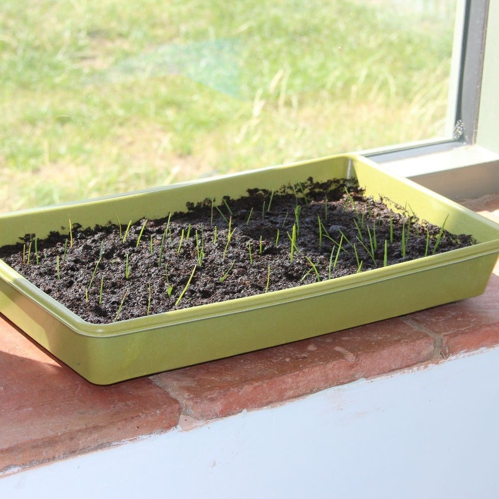 Bamboo seed tray - sage 