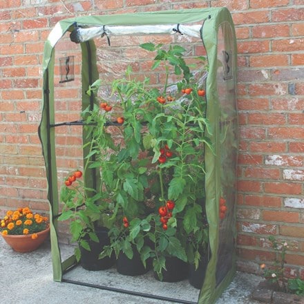 Tomato crop booster poly cover